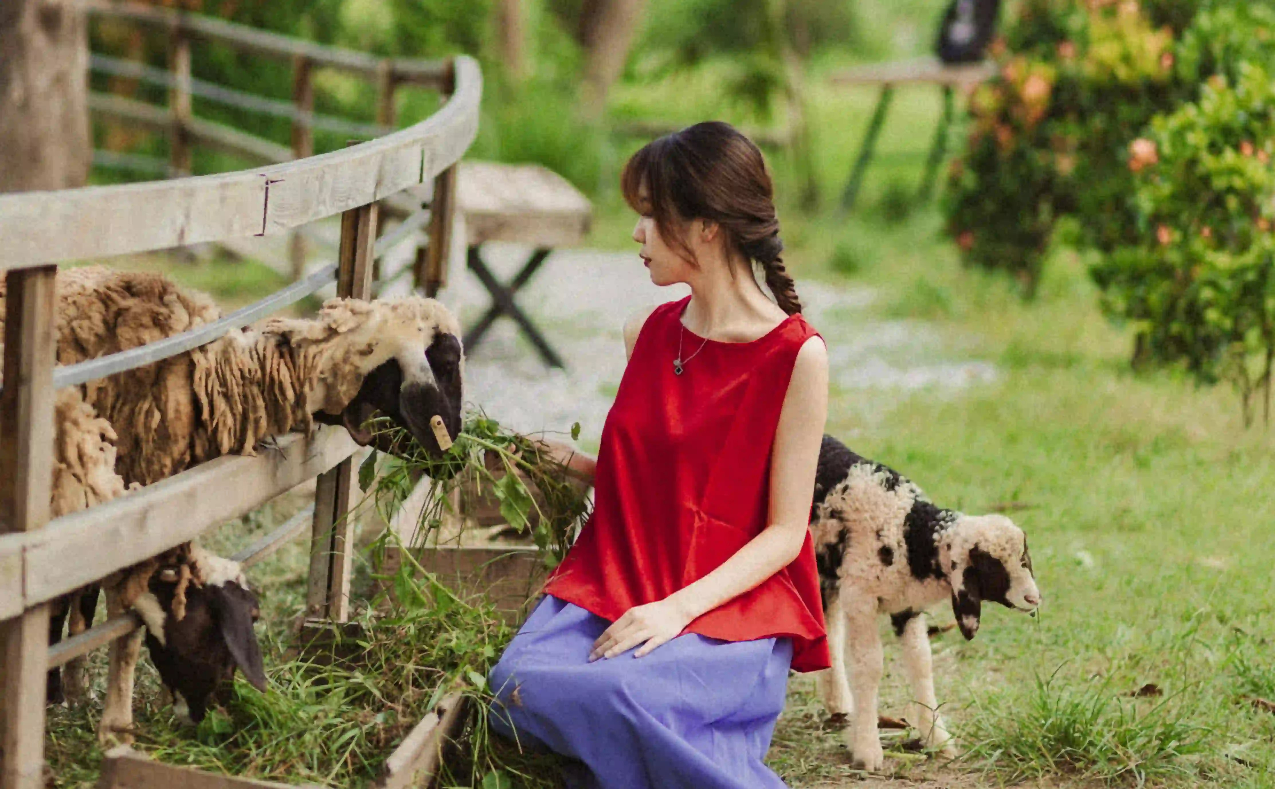 A woman in a farm feeding lambs